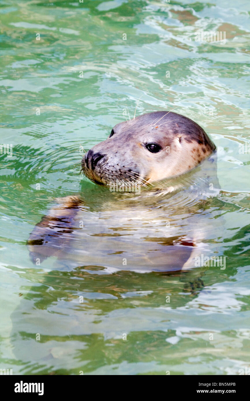 Grey Seal; Halichoerus grypus; young; National Seal Sanctuary Stock Photo