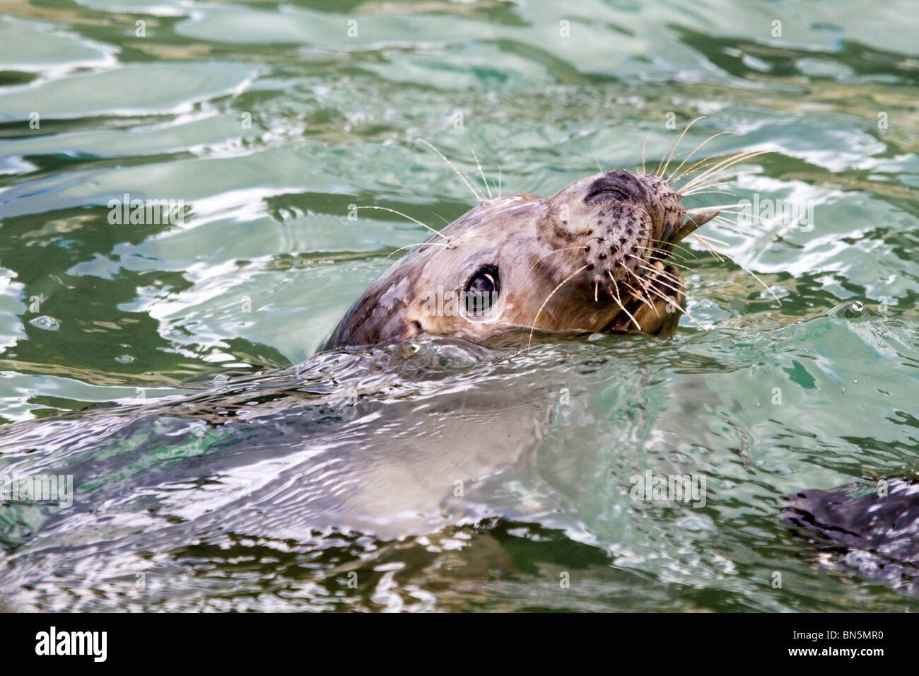 Seal eating fish hires stock photography and images Alamy