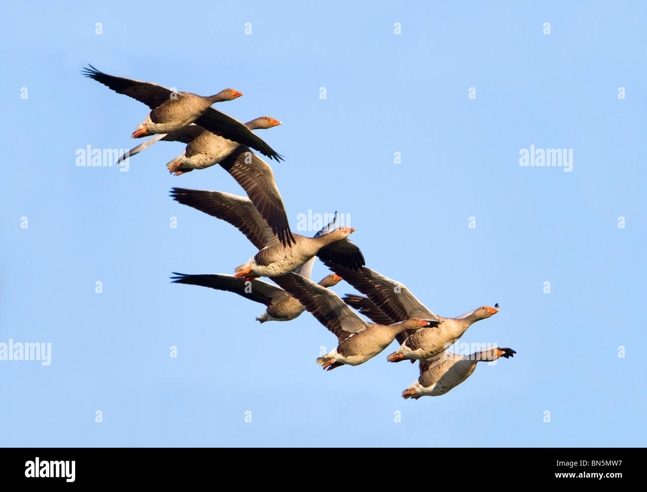 Greylag Geese; Anser anser; flock in flight Stock Photo