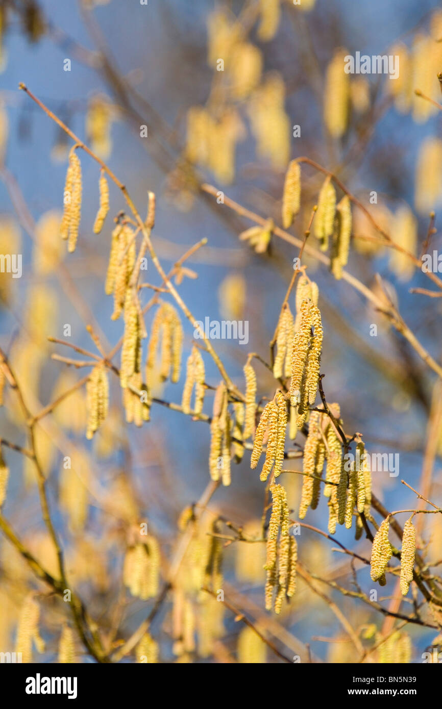 HAZEL CORYLUS AVELLANA visual data 6