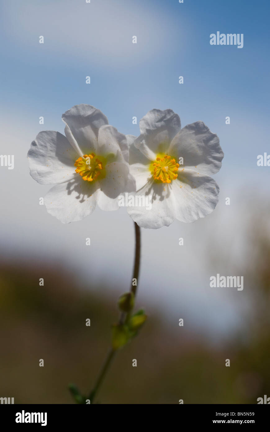 Halimium umbellatum flowers Stock Photo