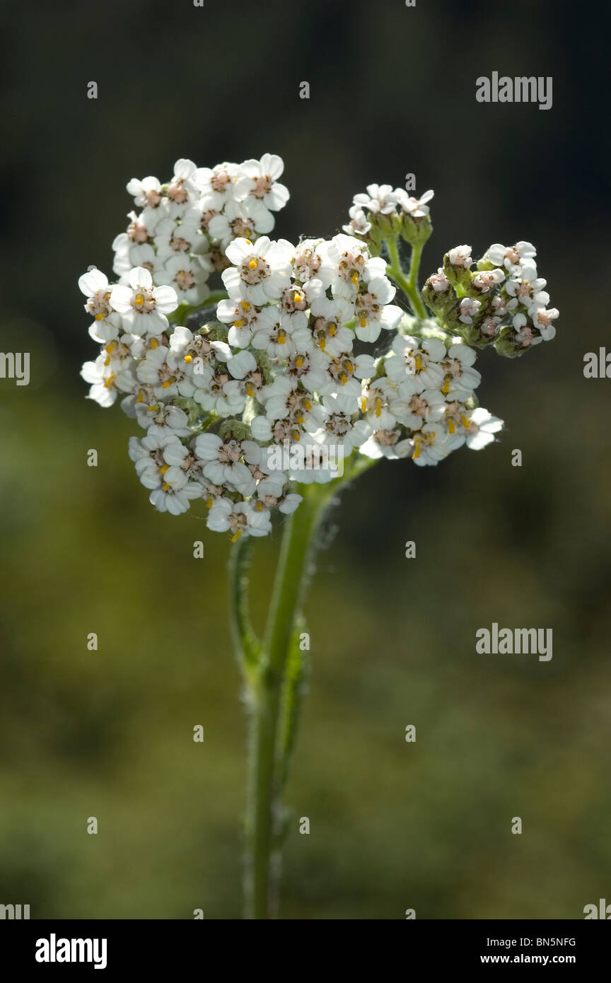 Common yarrow flower (Achillea millefolium) Stock Photo