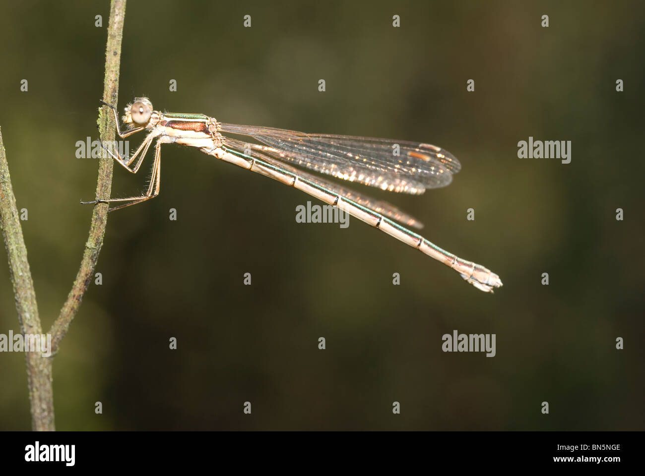 Small Emerald Damselfly or Small Spreadwing (Lestes virens) Stock Photo