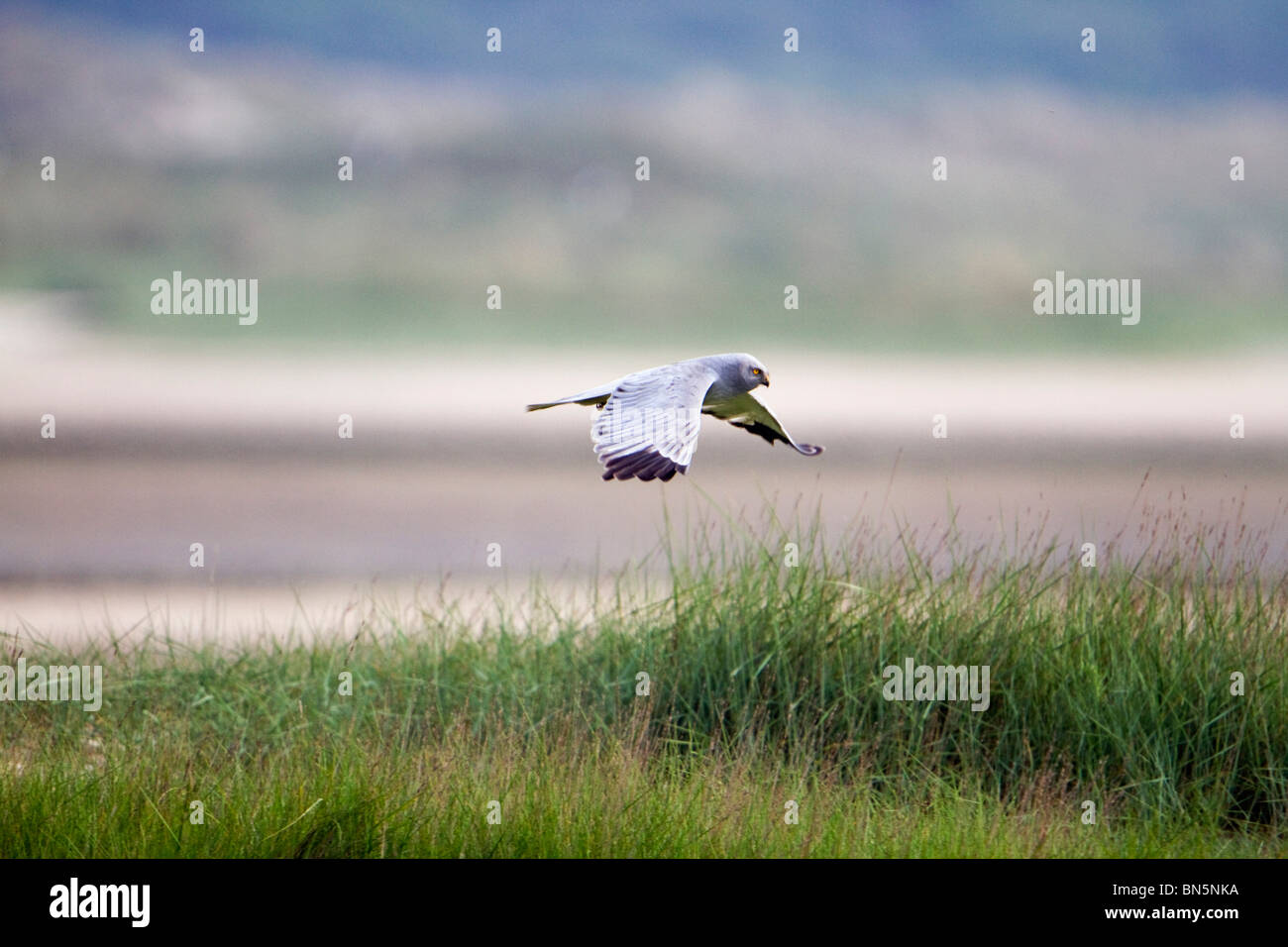 Flying hen harrier hi-res stock photography and images - Alamy