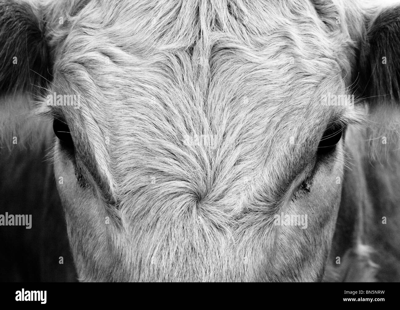 Close up crop of a white cow's head Stock Photo Alamy