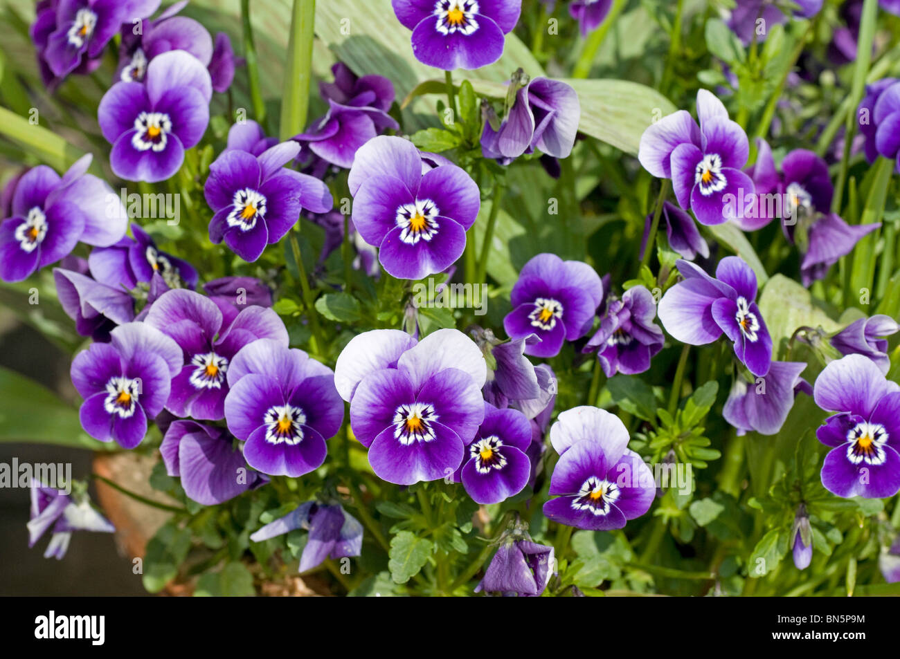 Viola Rocky F1 hybrid 'Blue with Face' in flower Stock Photo
