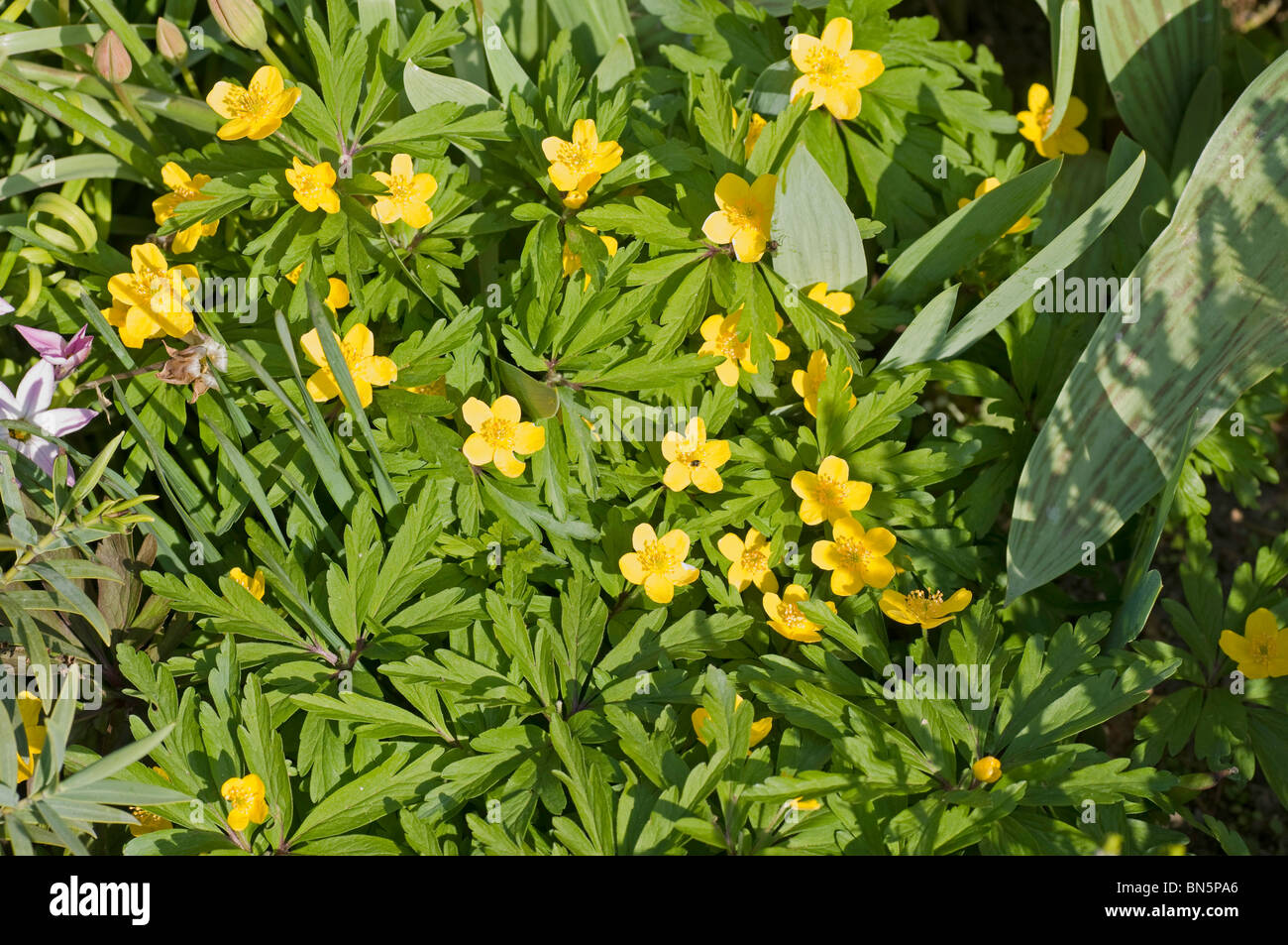 Yellow-flowered Anemone ranunculoides in spring Stock Photo