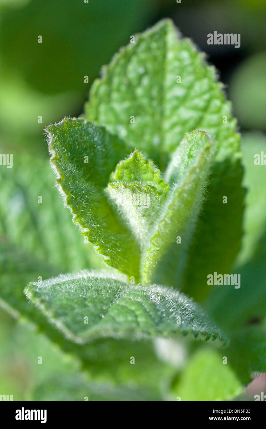 Fresh shoot of Apple Mint, Mentha rotundifolia Stock Photo Alamy