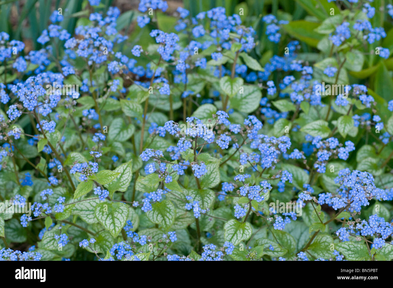 Blue flower sprays of Brunnera macrophylla 'Jack Frost' Stock Photo