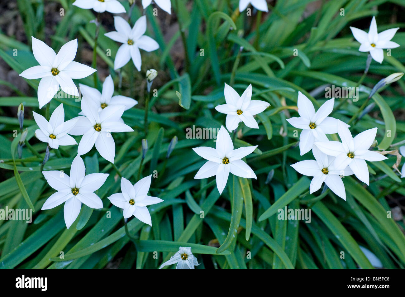 Flowering clump of Ipheion 'Alberto Castillo' Stock Photo