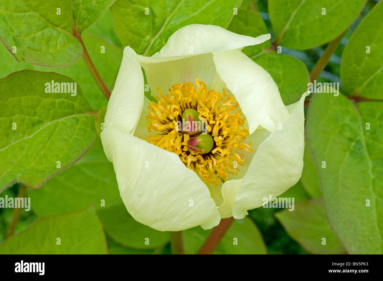 Single open pale yellow flower of Paeonia steveniana Stock Photo