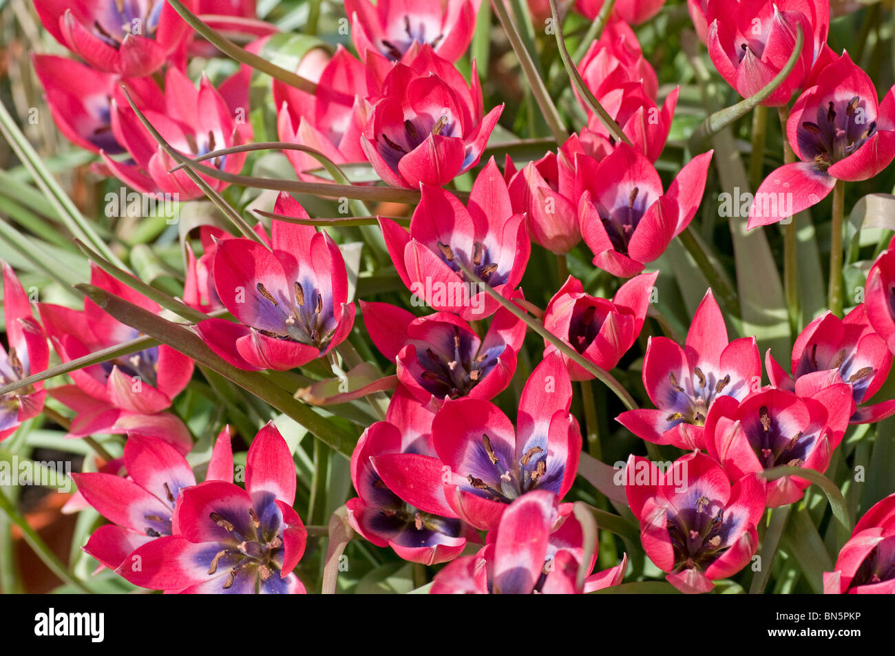 Bright pink flowers of dwarf tulip, Tulipa 'Little Beauty' Stock Photo