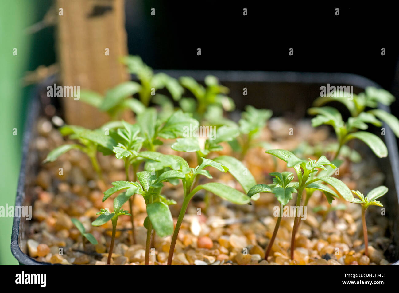 Young tomato seedlings with first pair of true leaves Stock Photo