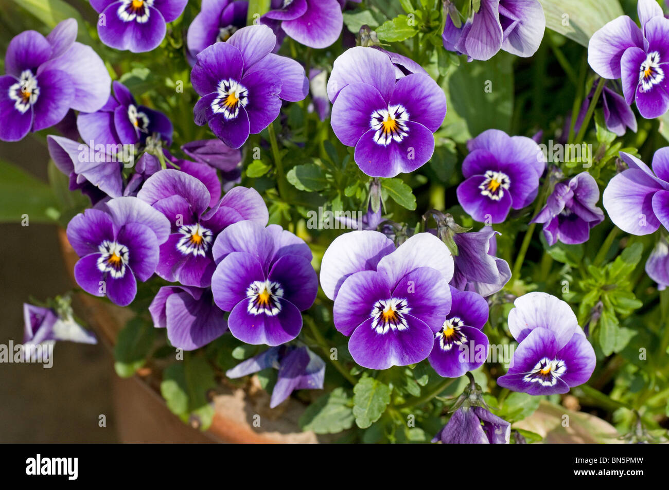 Viola Rocky F1 hybrid 'Blue with Face' in flower Stock Photo