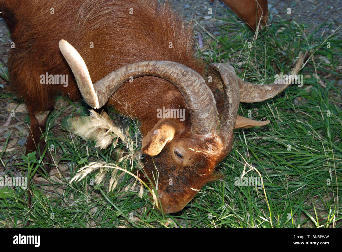 Goat with large horns, Alozaina, Malaga Province, Andalucia, Spain, Western Europe. Stock Photo