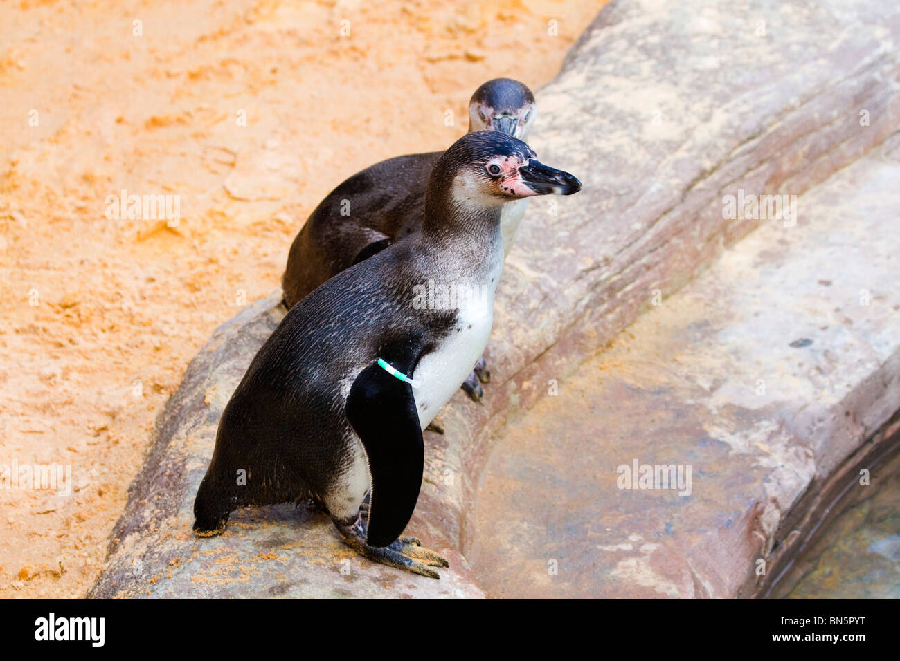 Humboldt Penguin; Spheniscus humboldti; in a pool; National Seal Sanctuary Stock Photo