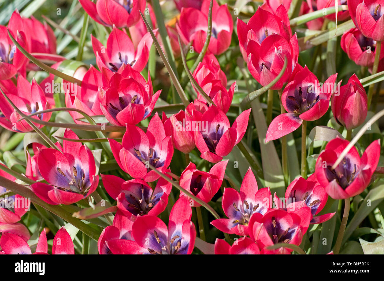 Bright pink flowers of dwarf tulip, Tulipa 'Little Beauty' Stock Photo