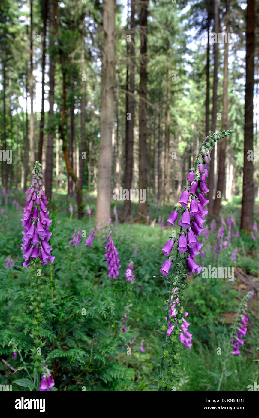 Nagshead Nature Reserve, Forest of Dean, Gloucestershire, England, UK Stock Photo