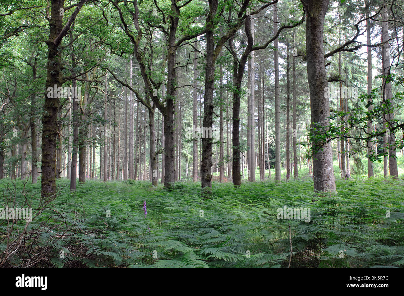 Nagshead Nature Reserve, Forest of Dean, Gloucestershire, England, UK Stock Photo