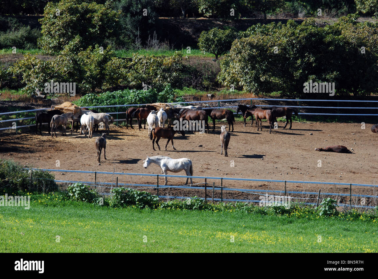 Horse corral hires stock photography and images Alamy