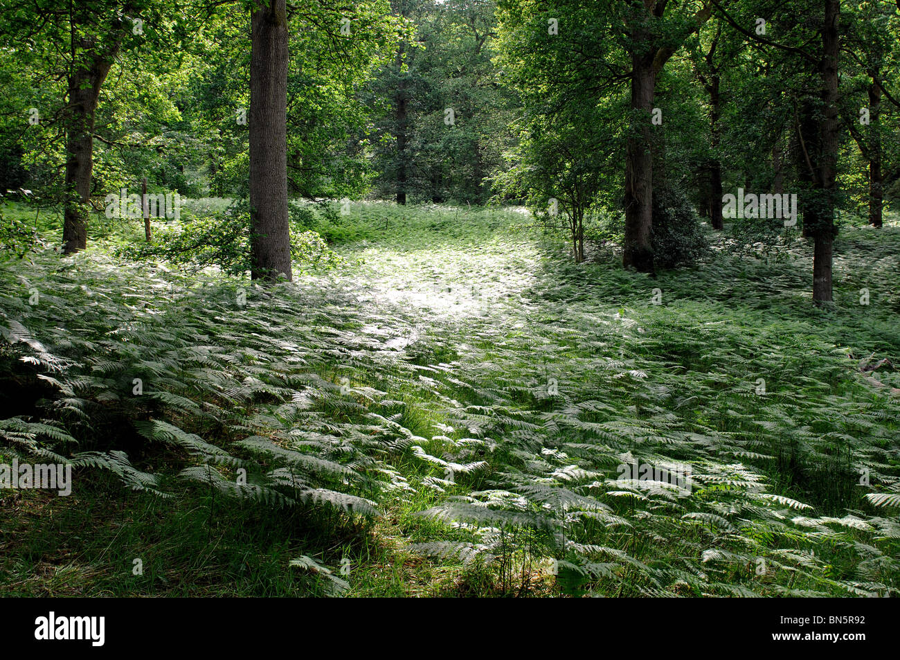 Nagshead Nature Reserve, Forest of Dean, Gloucestershire, England, UK Stock Photo