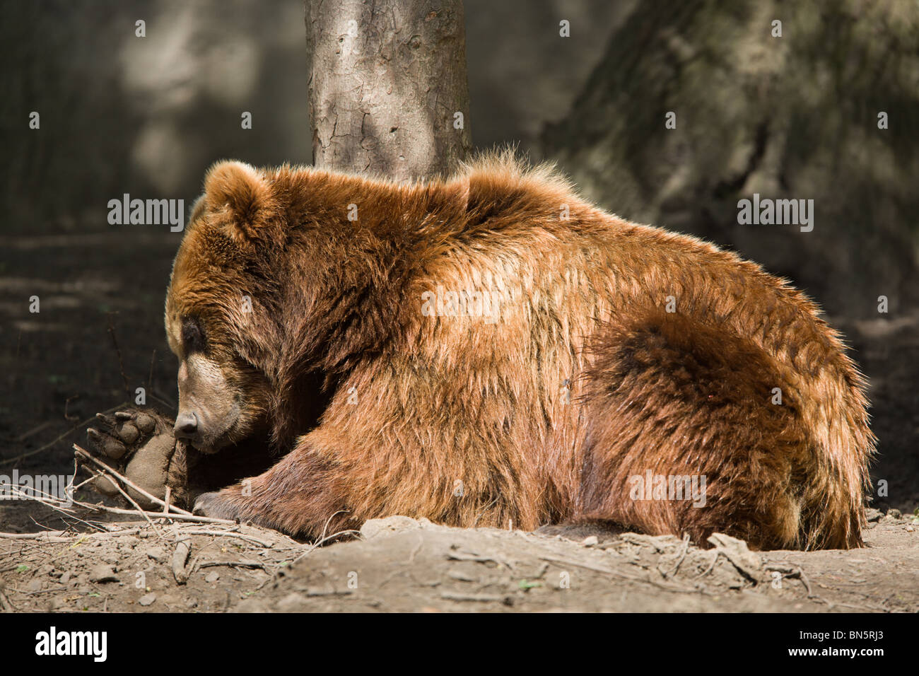 Kamchatka bear playing - Ursus arctos beringianus Stock Photo