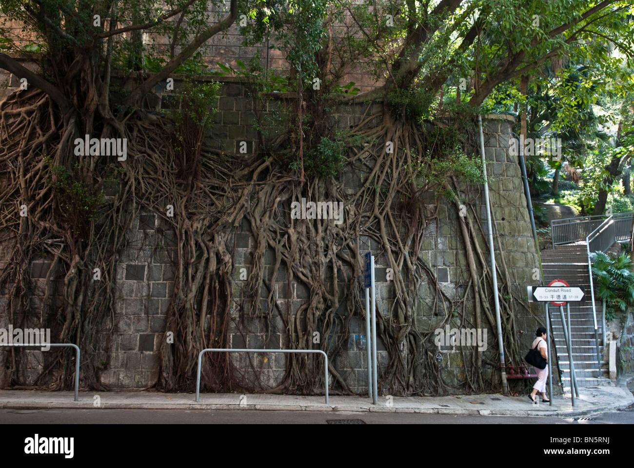 Banyan tree hong kong hi-res stock photography and images - Alamy