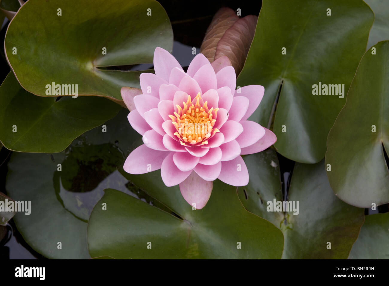 Water Lily, Brooklyn Botanic Garden, NYC Stock Photo