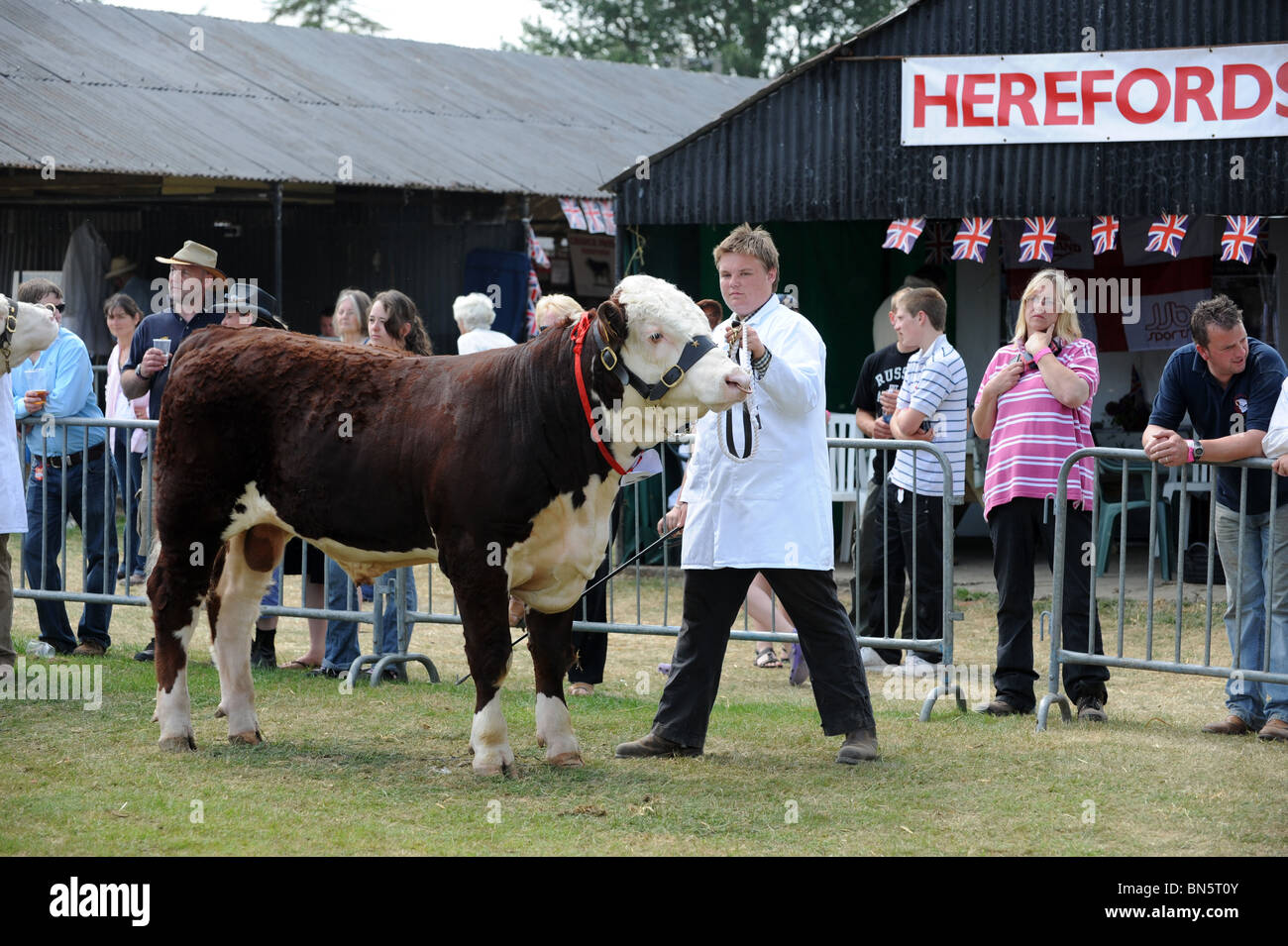 Young stockman leading a Hereford Bull into judging ring Shropshire County Show Stock Photo