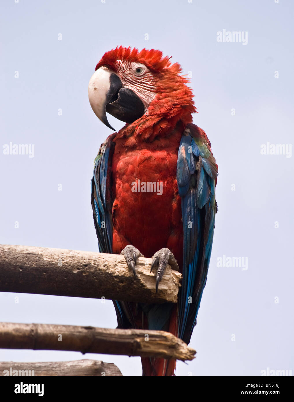 Shot of a parrot sitting on the rooftop of a local Kuna home in the village of Anachucuna. Stock Photo
