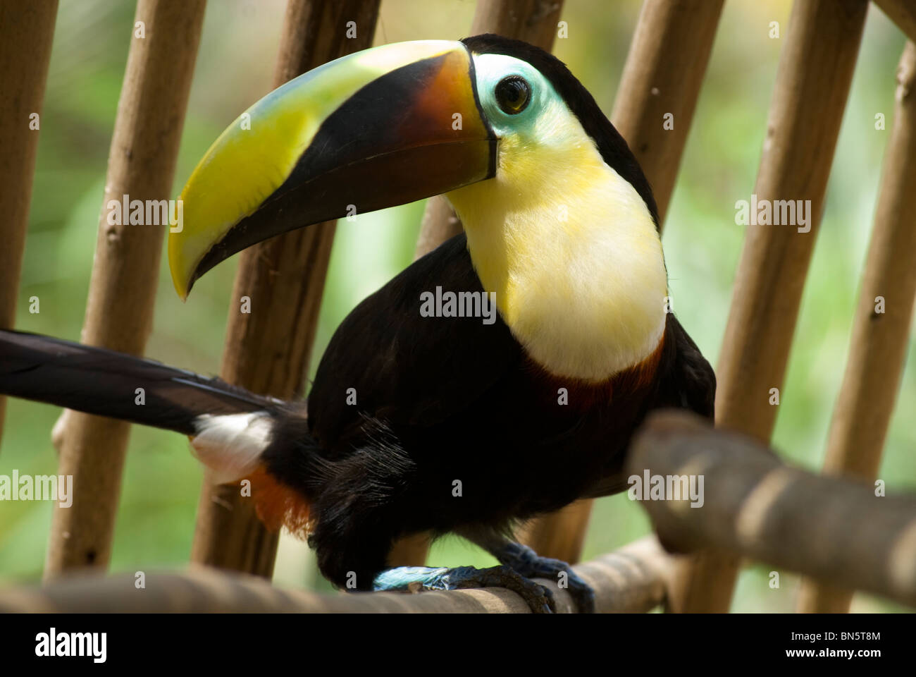 A young toucan perched on his branch, in his cage at the back of a local Kuna Indian family home in Anachucuna. Stock Photo