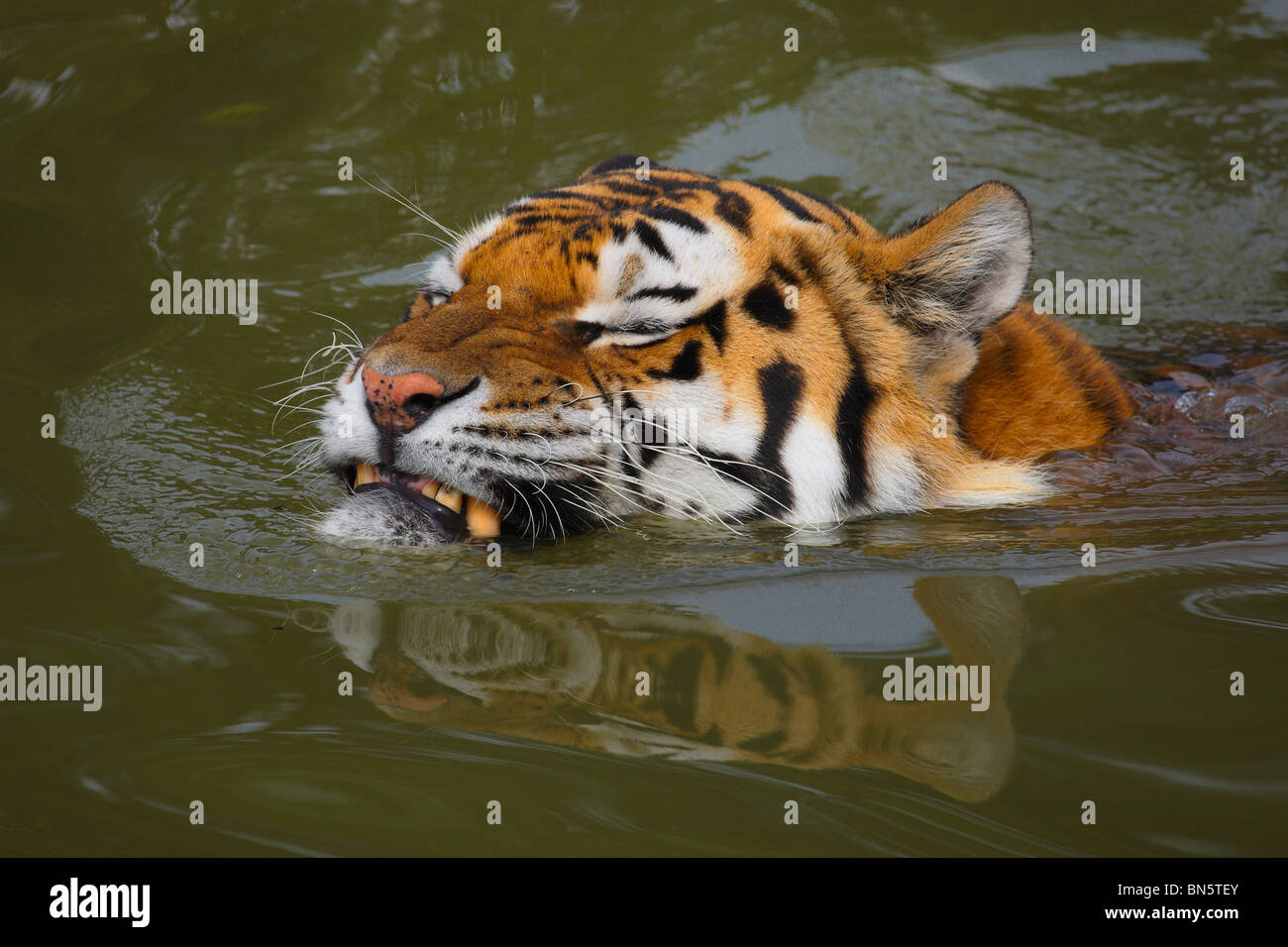 Siberian tiger tail hi-res stock photography and images - Alamy