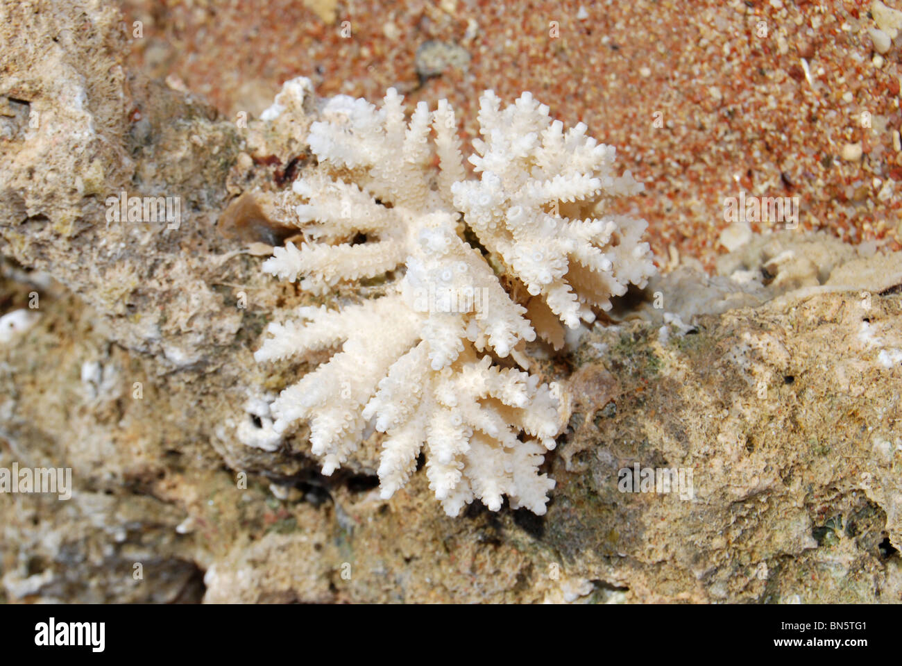 Coral on beach nabq bay sharm number 2933 Stock Photo