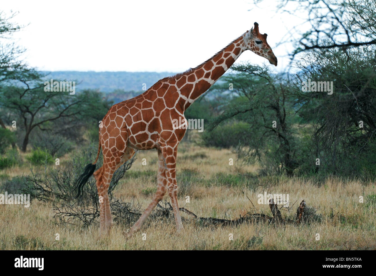Reticulated Giraffe walking tall. Picture taken in Samburu Game Reserve, Kenya, East Africa. Stock Photo