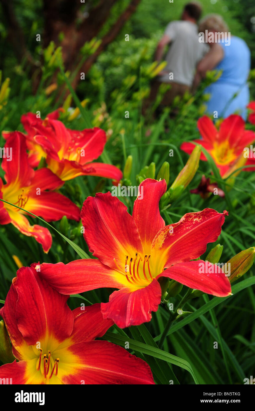 Daylilies, Admiral Nelson, (Hemerocallis), at Schoepfle in Lorain County Metro Parks, Birmingham, Ohio, USA. Stock Photo