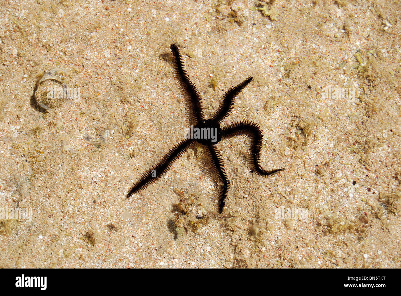 erinaceus hires stock photography and images Alamy