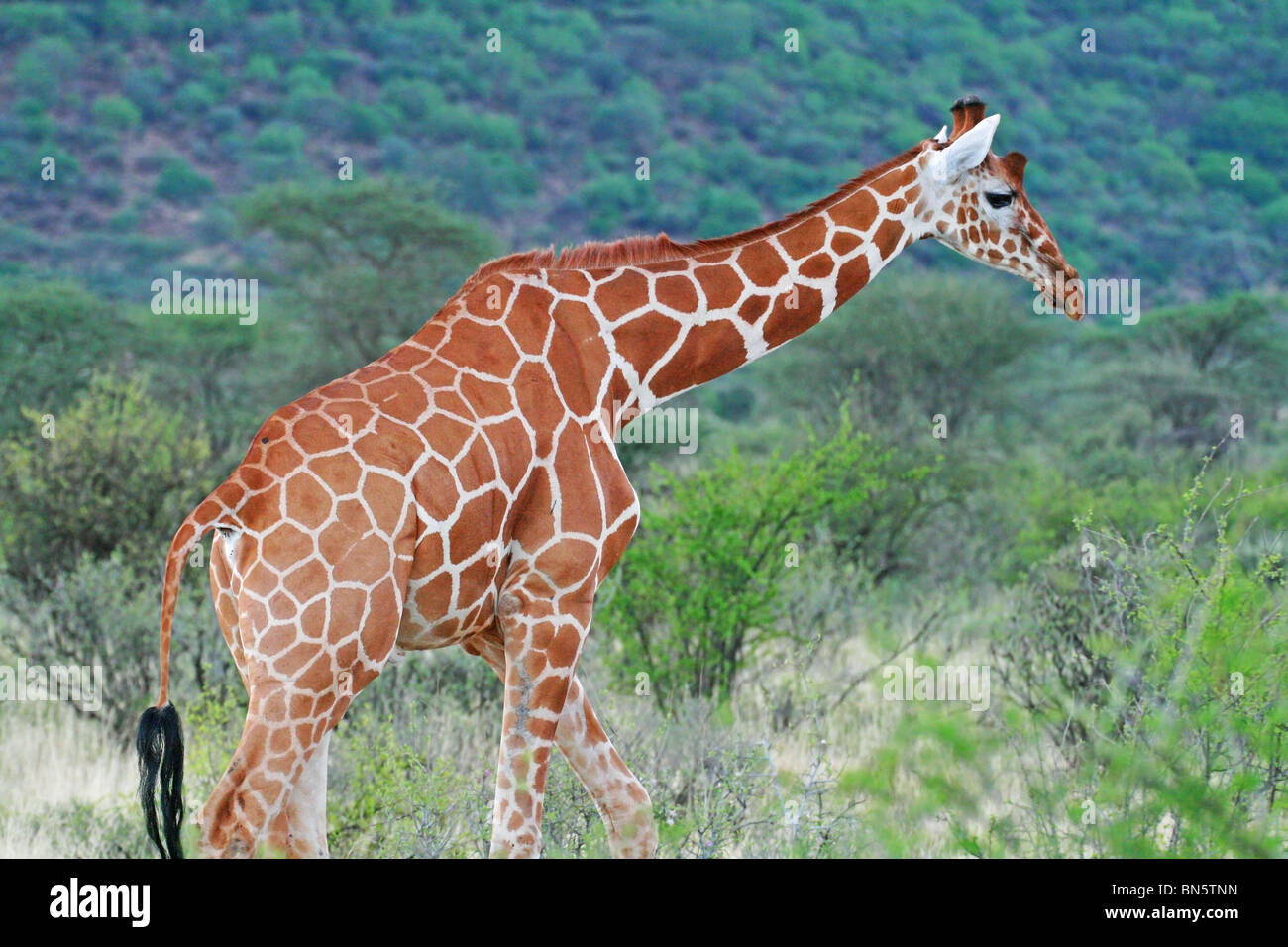 Reticulated Giraffe walking tall. Picture taken in Samburu Game Reserve