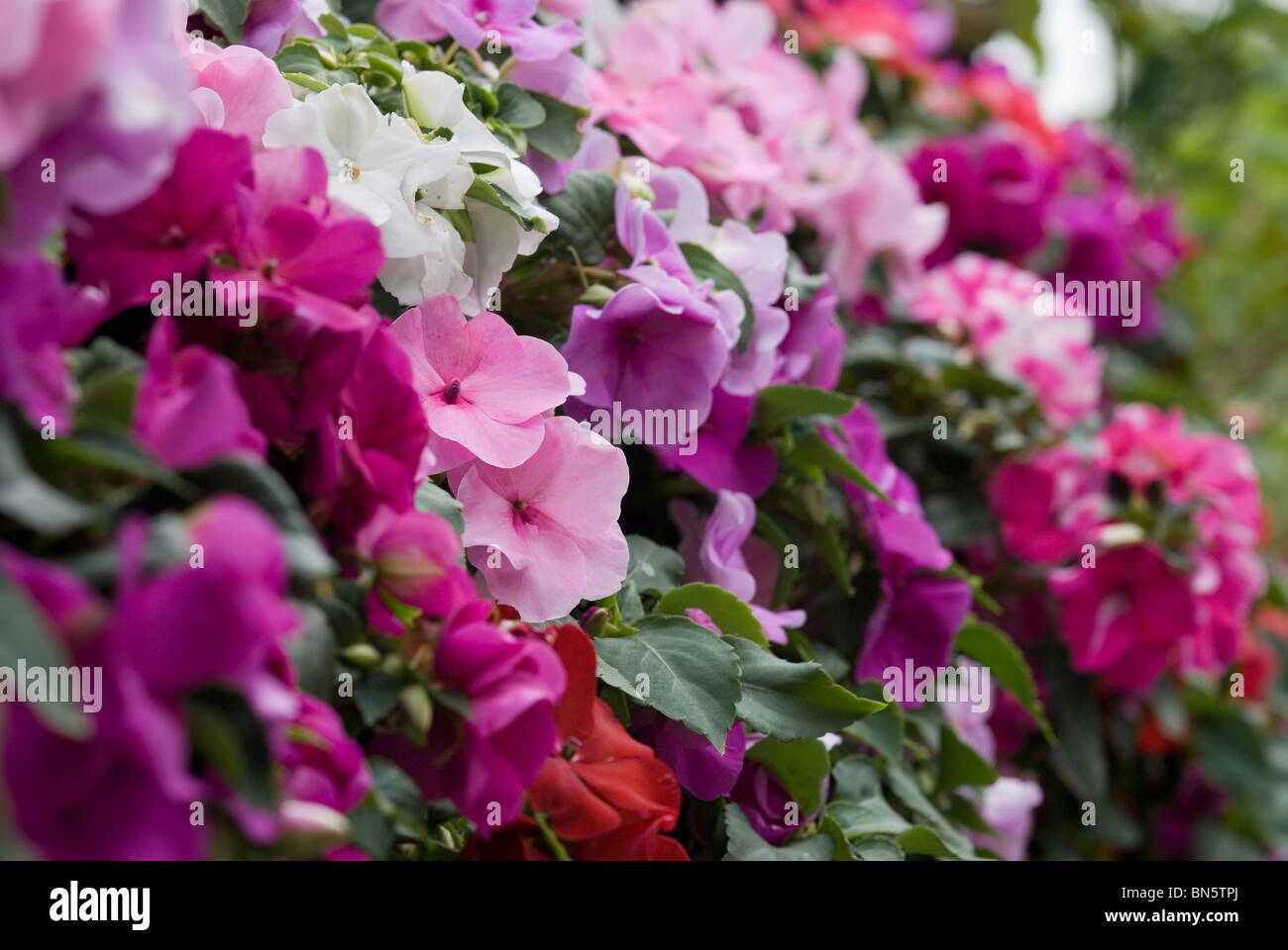Impatiens - A group of Buzy Lizzies Stock Photo
