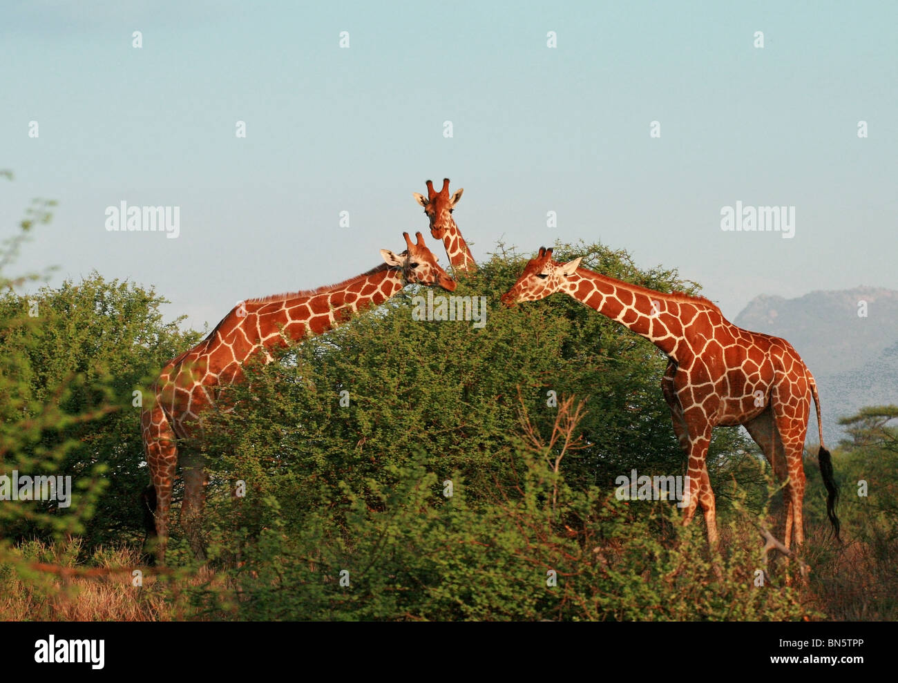 Giraffes Trees Eating High Resolution Stock Photography and Images Alamy