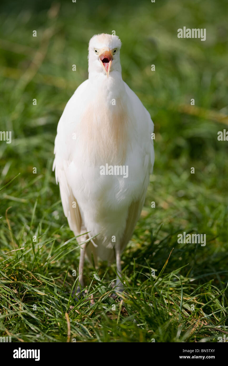 Cattle egret crying - Ardeola ibis Stock Photo