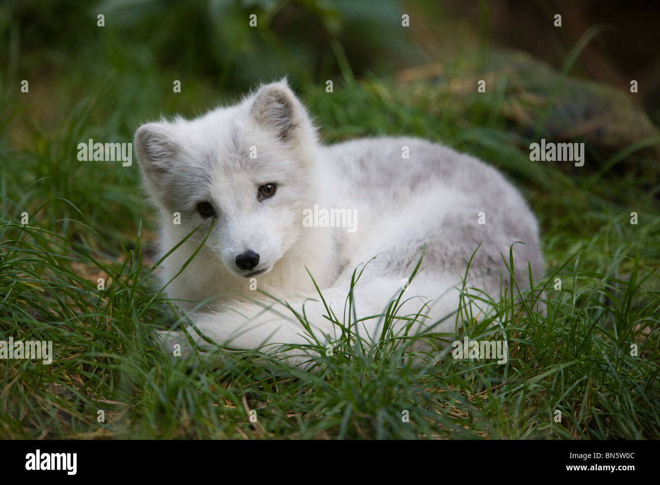 Arctic fox - Alopex lagopus Stock Photo