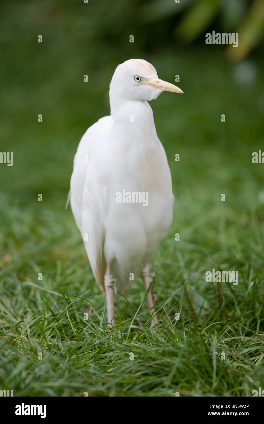 Cattle egret - Ardeola ibis Stock Photo