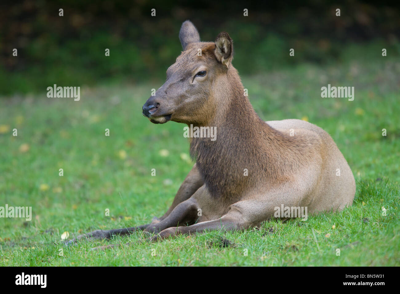 American and Siberian Elk Wapiti - Cervus canadensis Stock Photo