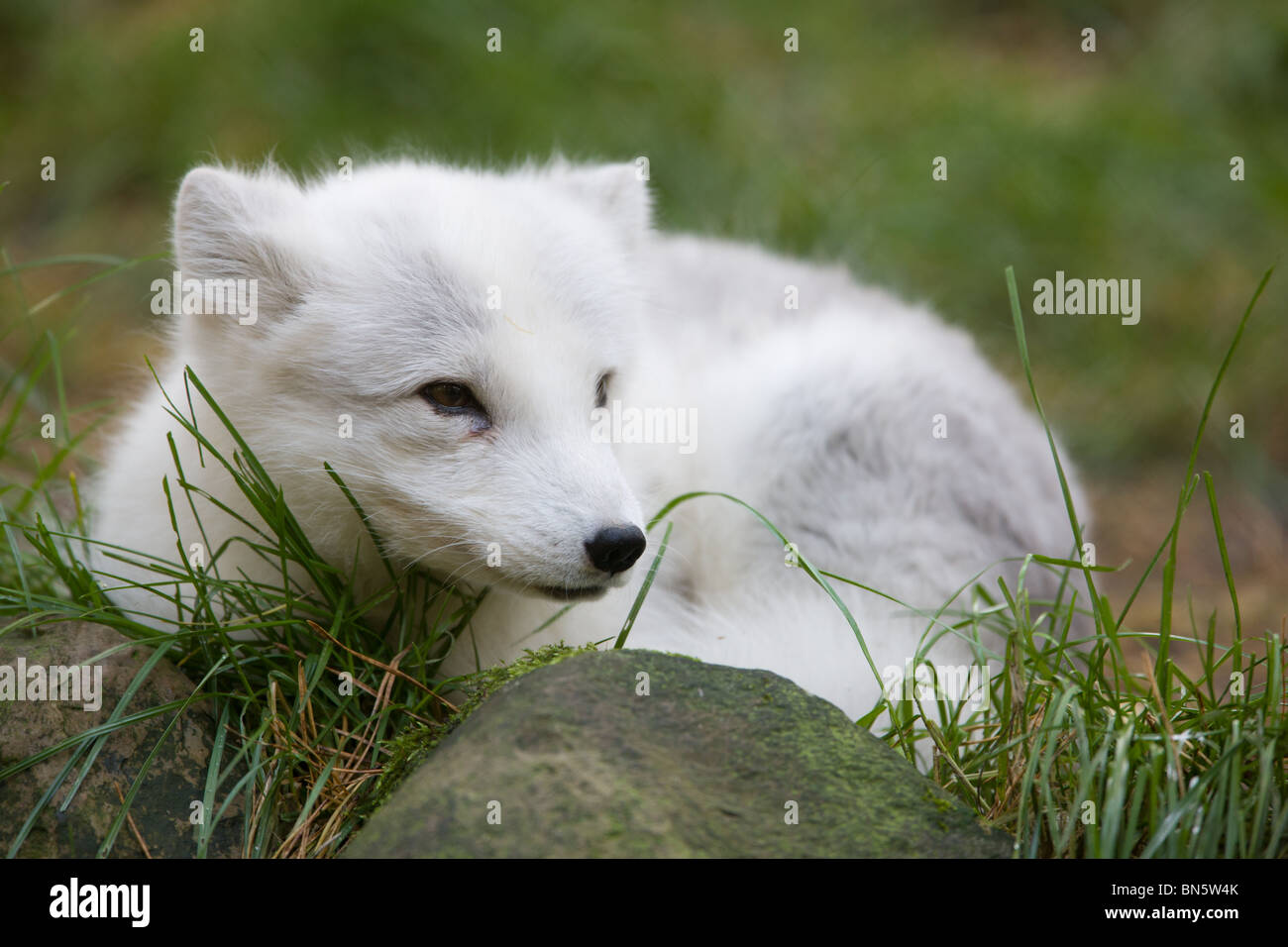 young Arctic fox - Alopex lagopus Stock Photo