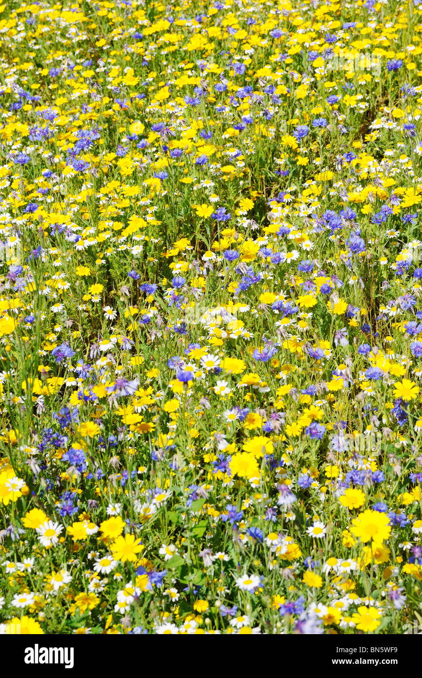 Yellow Flowers Roadside High Resolution Stock Photography and Images ...