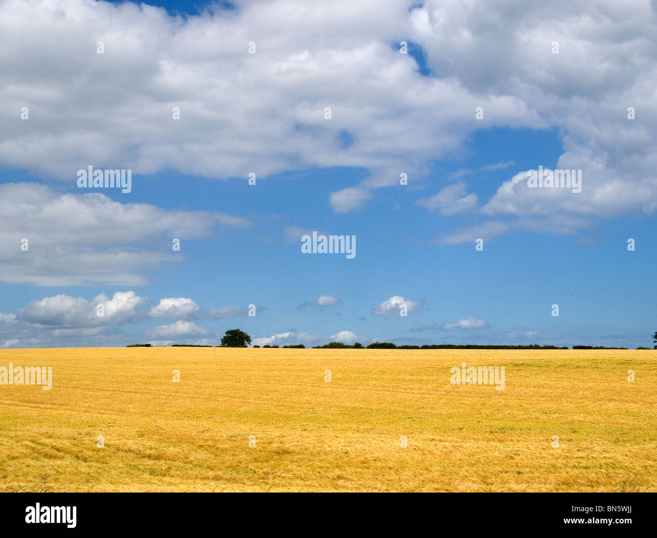 A field of ripening wheat under a blue sky with white clouds trees on the horizon Stock Photo