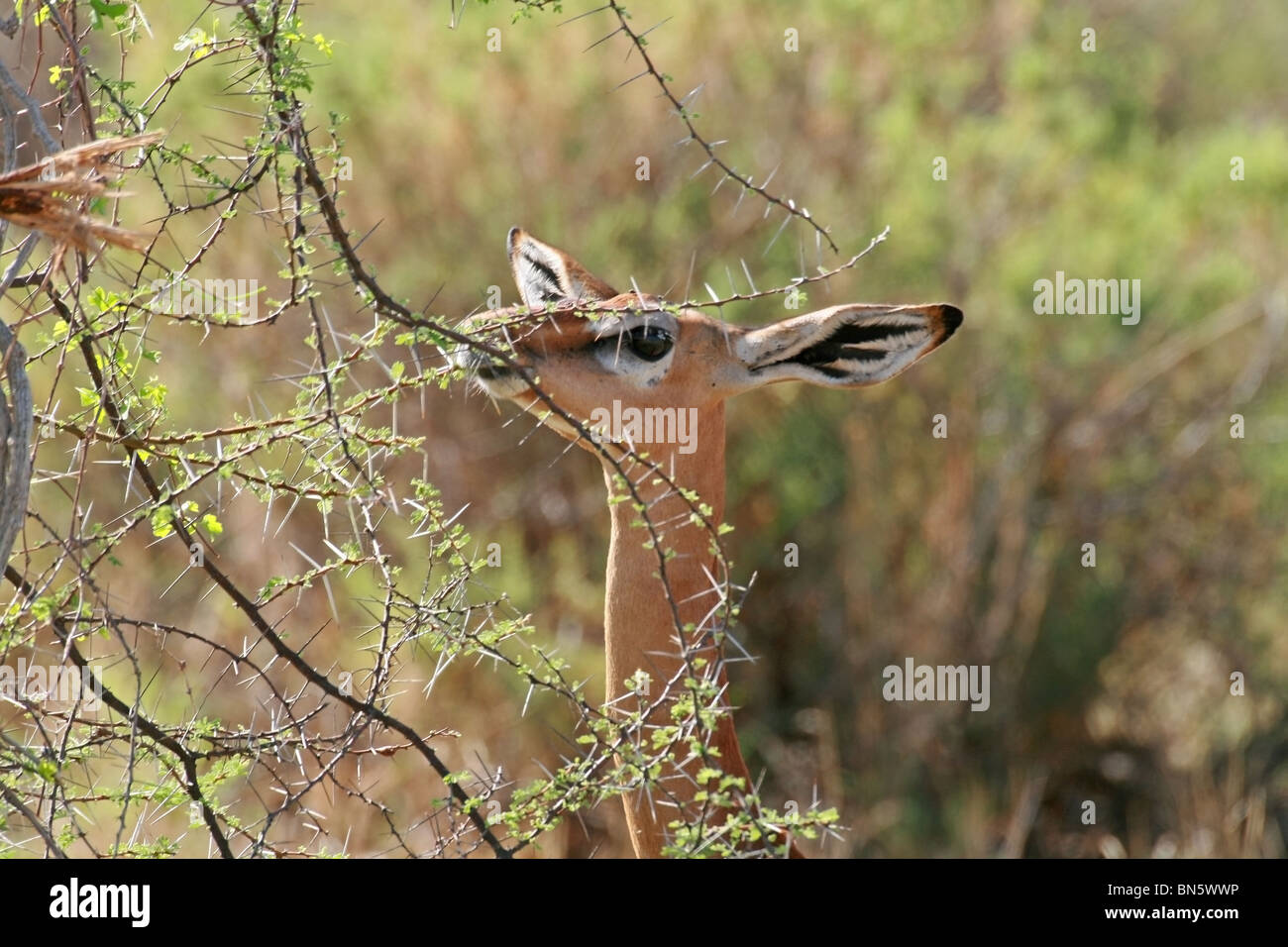 Gerenuk antelope eating leaves in Samburu National Reserve, Kenya, East ...