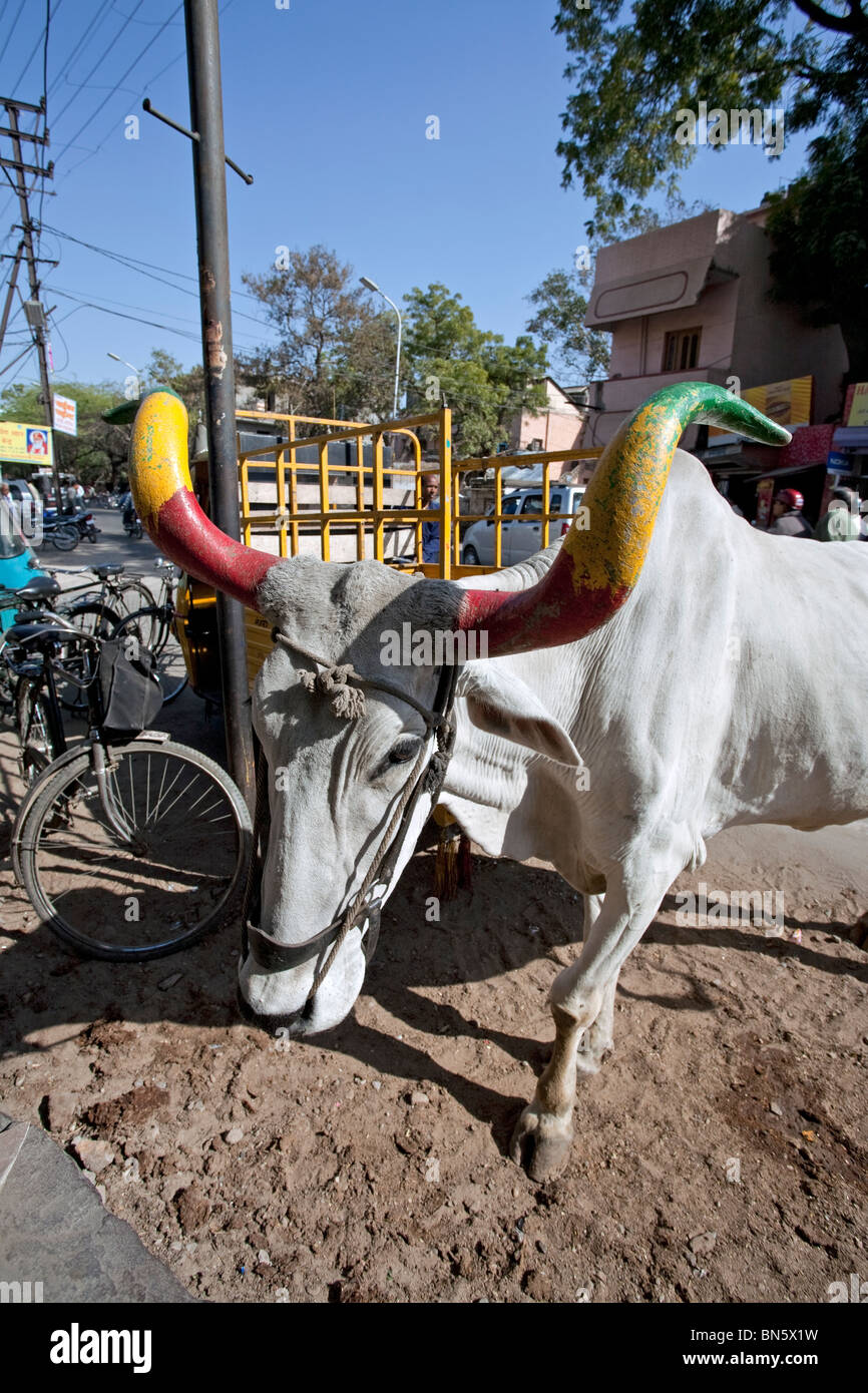 Ox with horns painted with Indian flag colors. Ajmer. Rajasthan. India Stock Photo