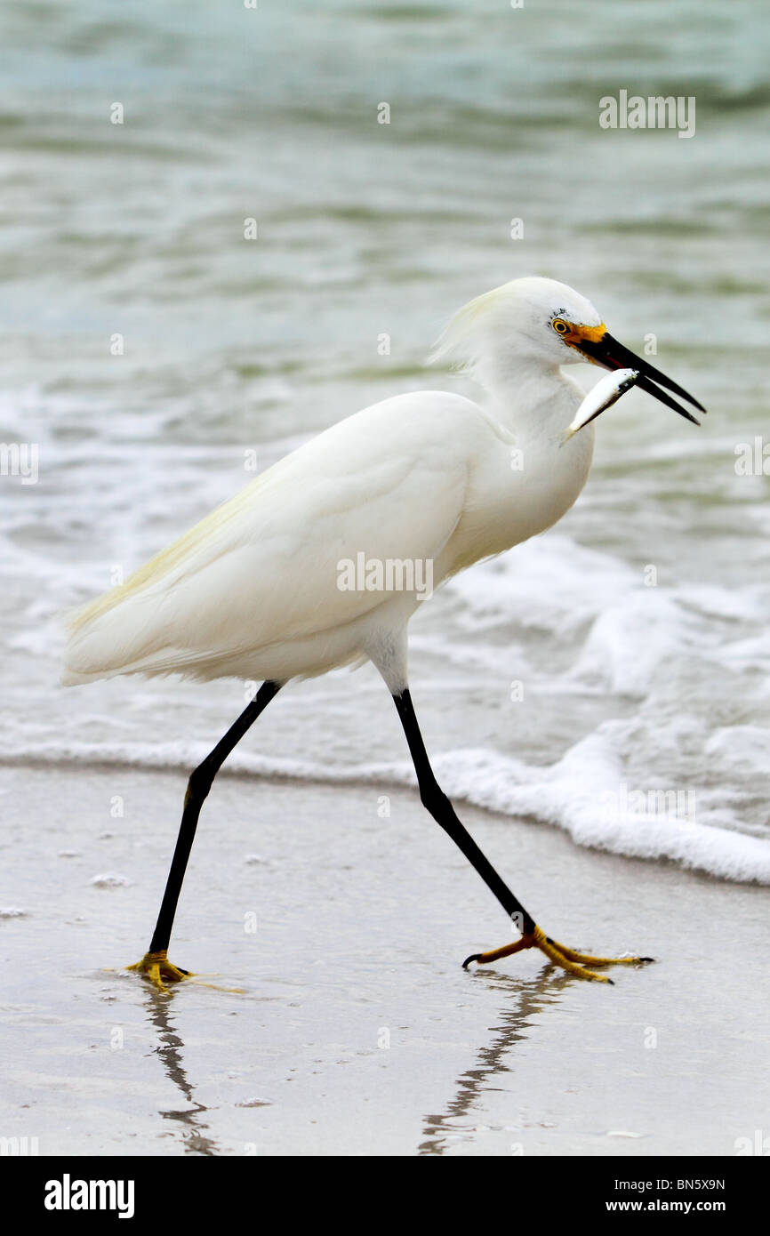 Fishing Egret  on background of ocean Stock Photo