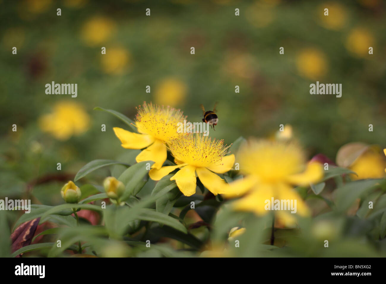 Bumble bee visiting the yellow flowers of Rose of Sharon / Aaron's beard / St John's Wort Stock Photo
